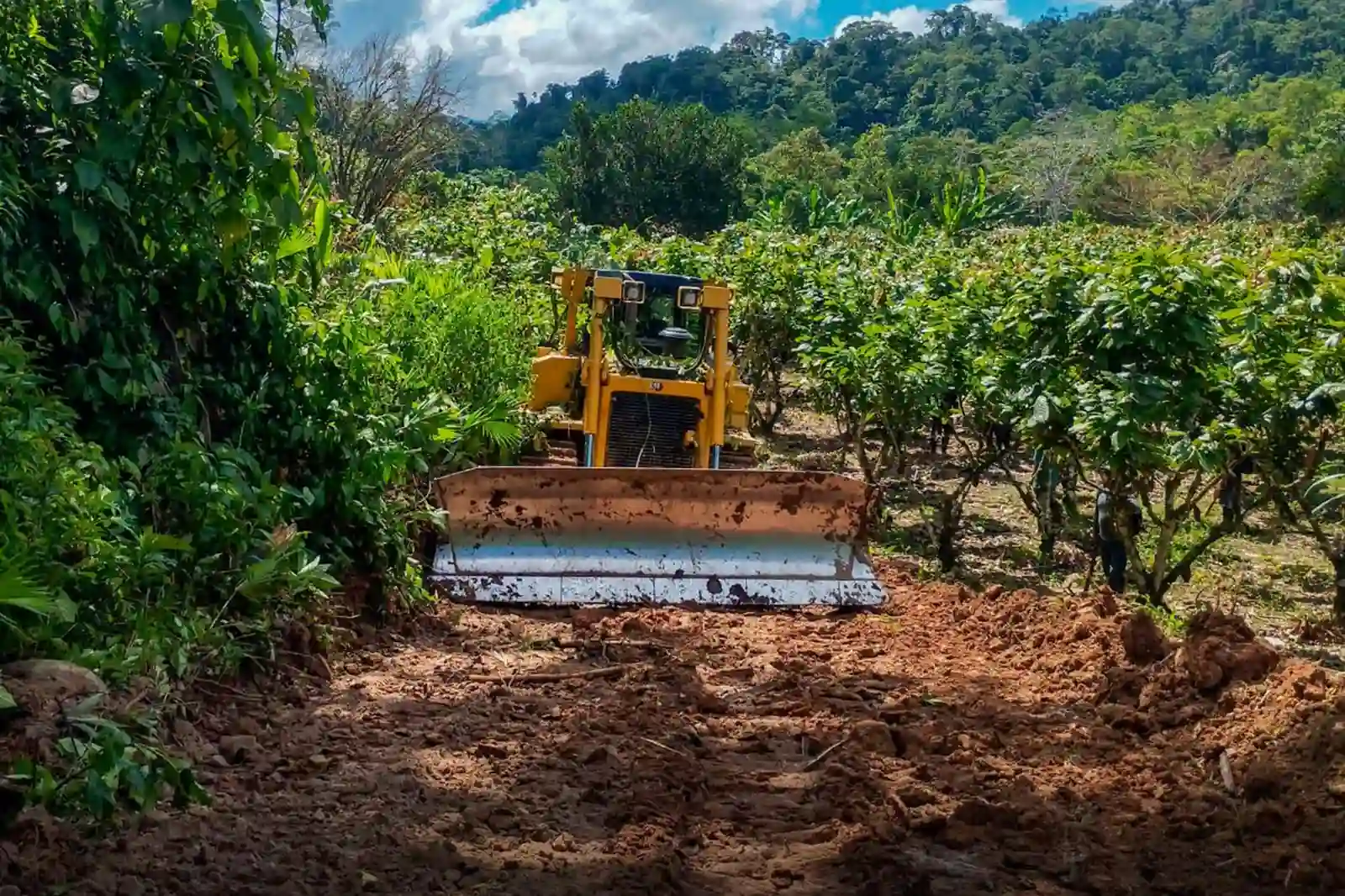 Padre Abad: Un territorio con gran potencial agrícola y retos para su desarrollo