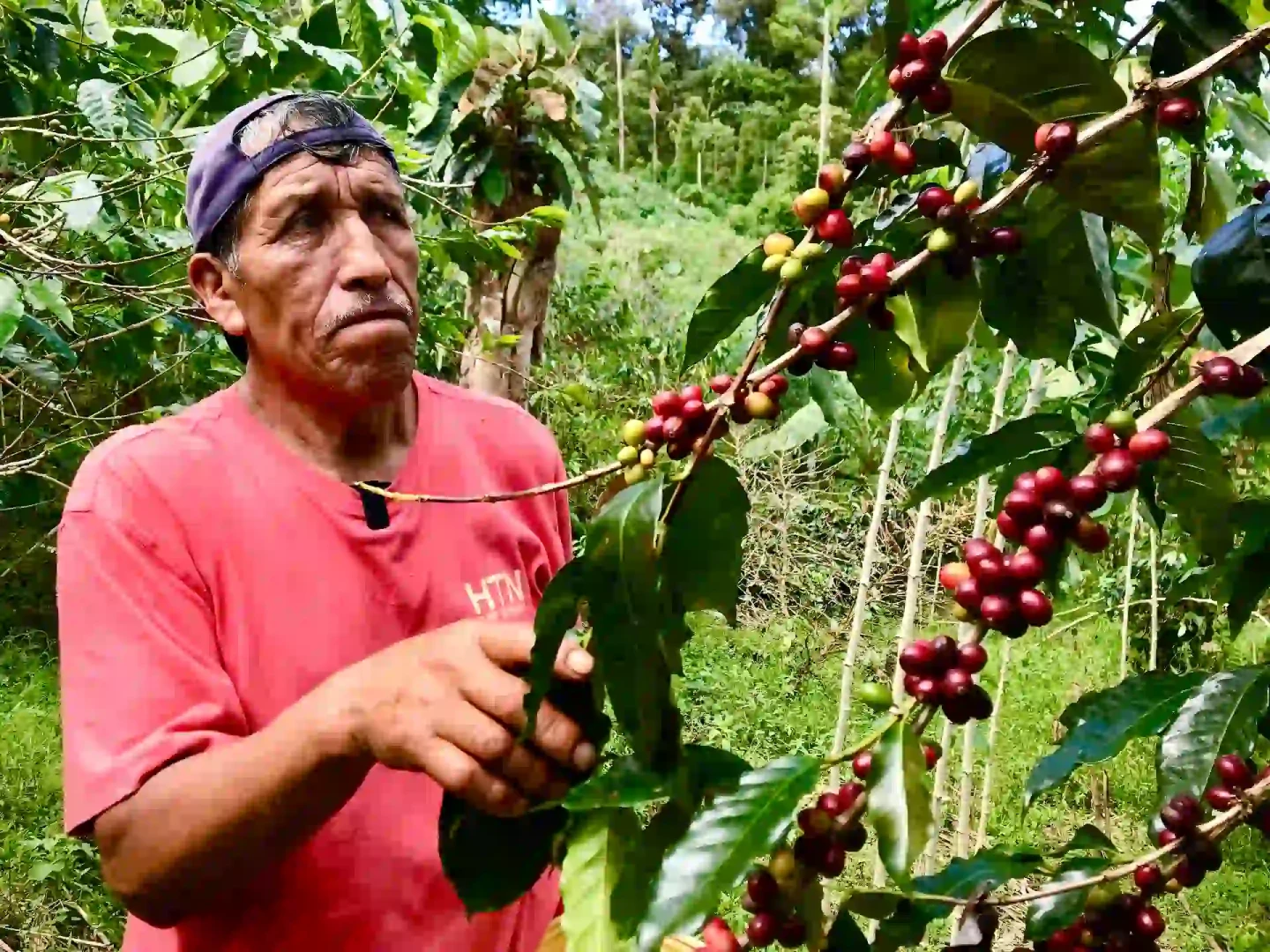 Huánuco: ¡Llegó la época de cosecha en la Finca Vitaliano Café!