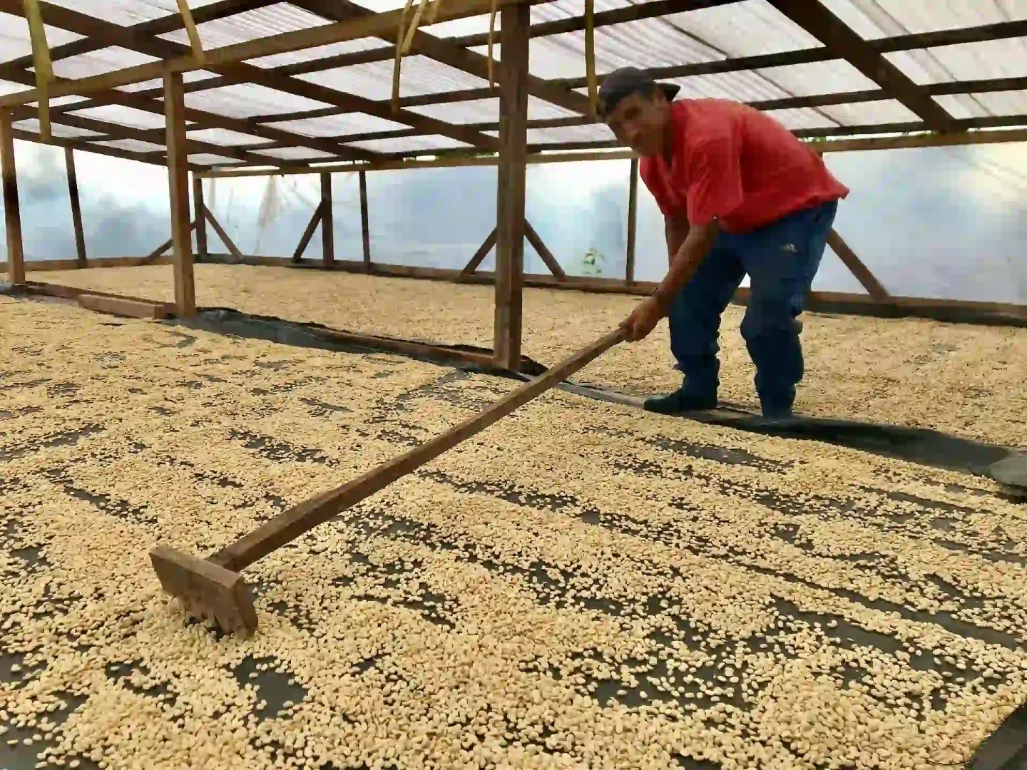 Huánuco: ¡Llegó la época de cosecha en la Finca Vitaliano Café!