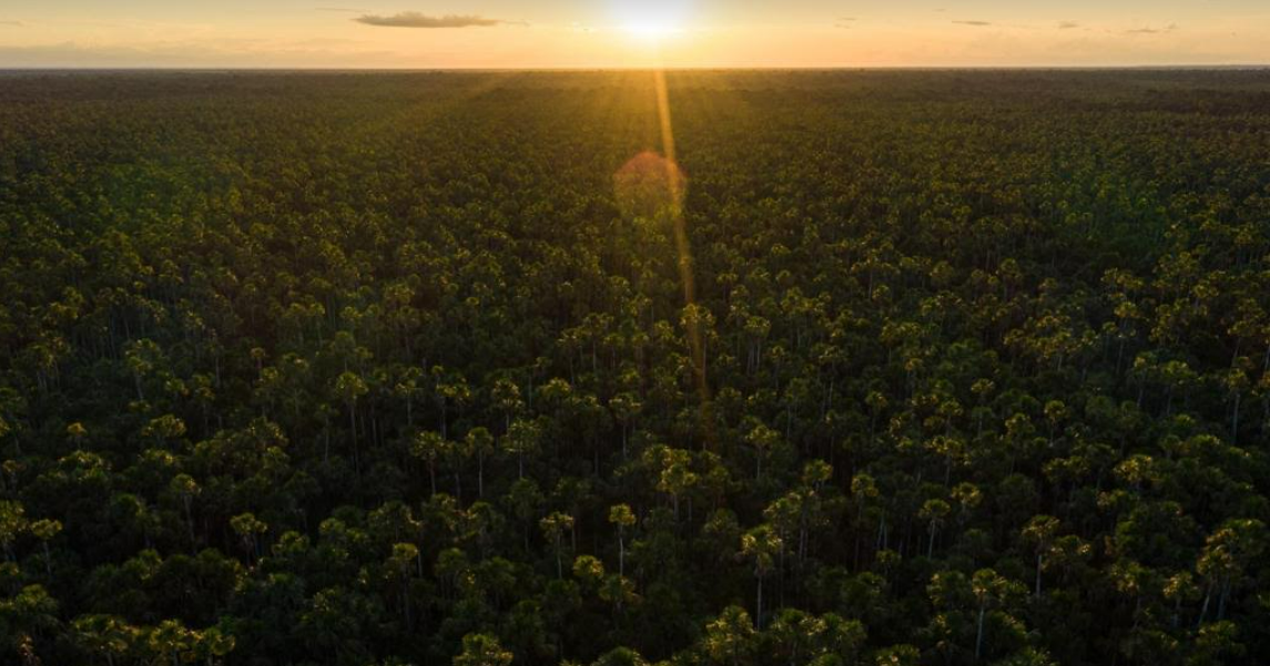 Tercera reserva de carbono más grande del mundo está en la Amazonía peruana