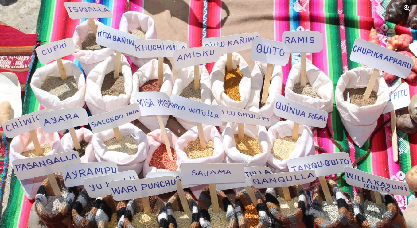 Puno: Inauguran banco comunal de semillas en distrito de Acora