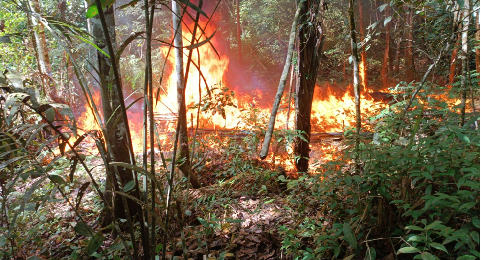 Huánuco: Destruyen laboratorio rústico para elaboración de droga