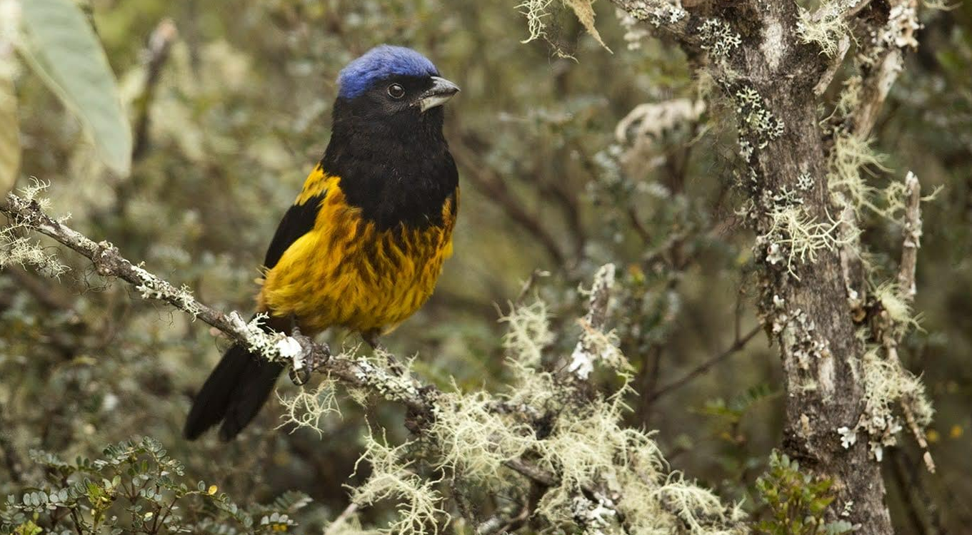 Lanzan concurso para proteger a las aves en extinción del Perú
