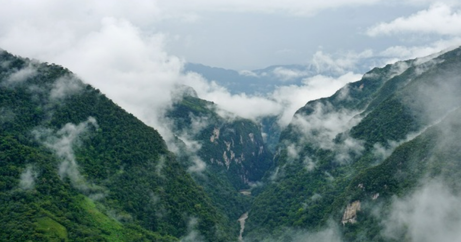 Oso de anteojos en riesgo por ampliación de frontera agrícola en Huánuco