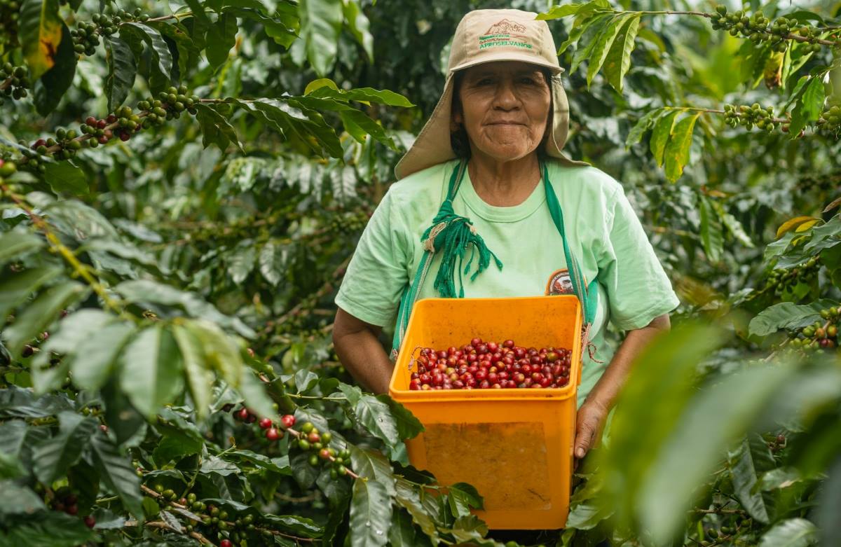 JNC: Regulación de la Unión Europea para importación de productos de zonas no deforestadas presenta desafíos para productores peruanos de café