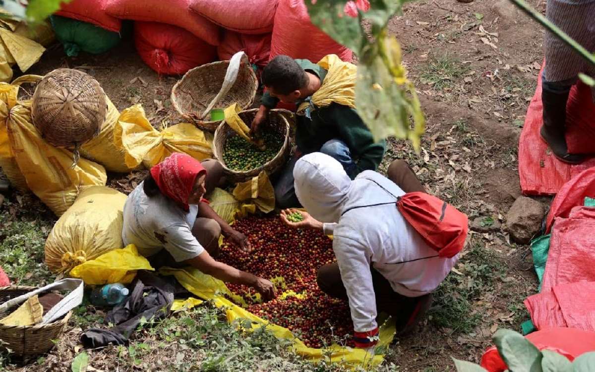 Estrategias ante la roya del café: Renovación de cafetales, control de plagas y adaptación al cambio climático