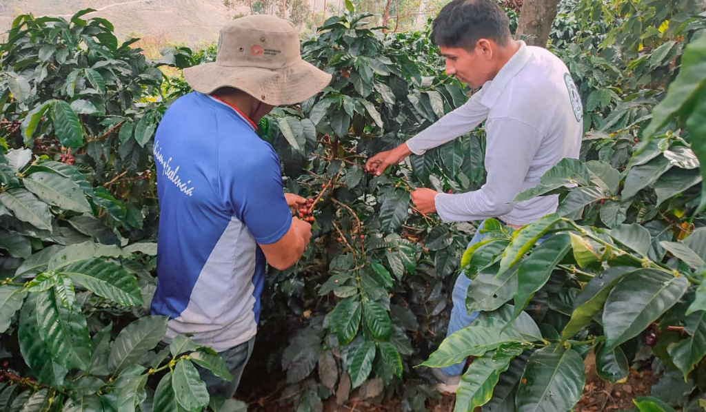 Productor de Marañón gana concurso de cafés especiales del Alto Huallaga