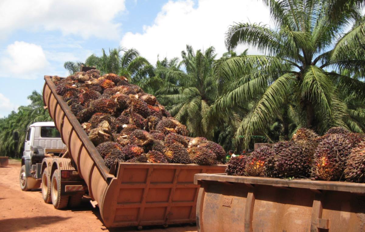 Países Bajos admite a trámite denuncia contra Louis Dreyfus Company por aceite de palma de áreas deforestadas