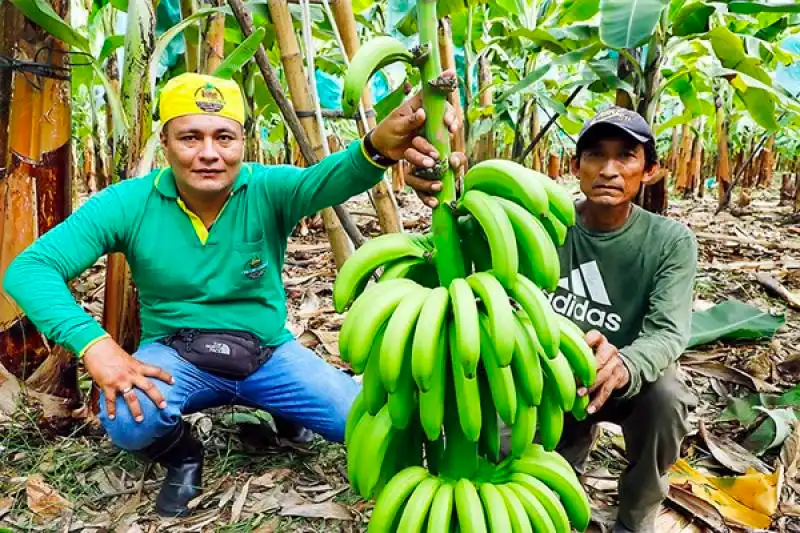 Según el Mincetur, 10,453 familias de Piura, San Martín y Junín se beneficiaron (foto: Agraria).