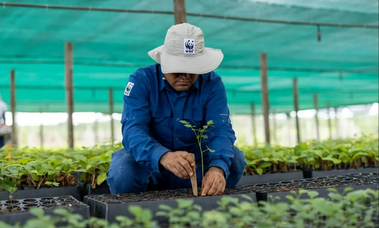 Madre de Dios: Sembrarán 126 mil plantas de especies nativas en Iberia
