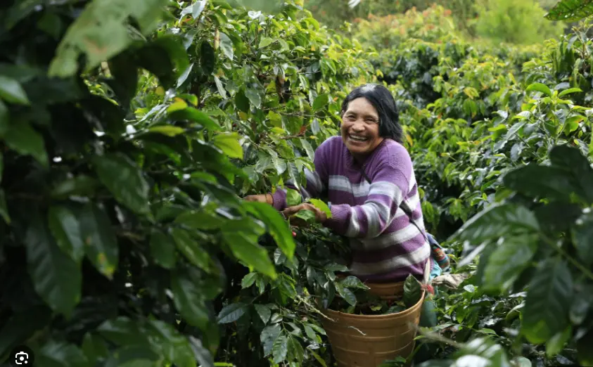 Buscan reunir hasta US$20 000 millones para el desarrollo sostenible de la Amazonía