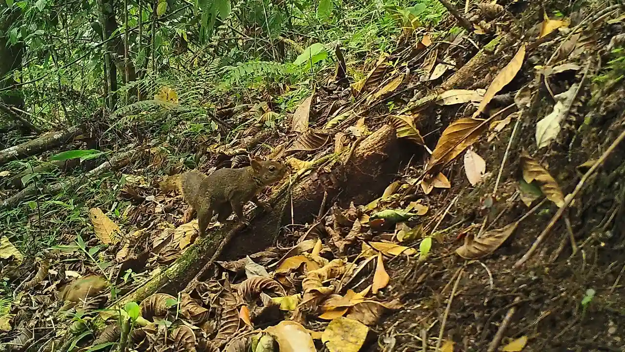 Una de las especies encontradas en el Santuario de Machu Picchu (foto: Sernanp).