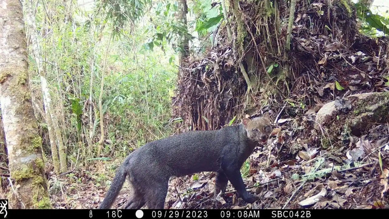Registran tres nuevas especies en Santuario Histórico de Machu Picchu