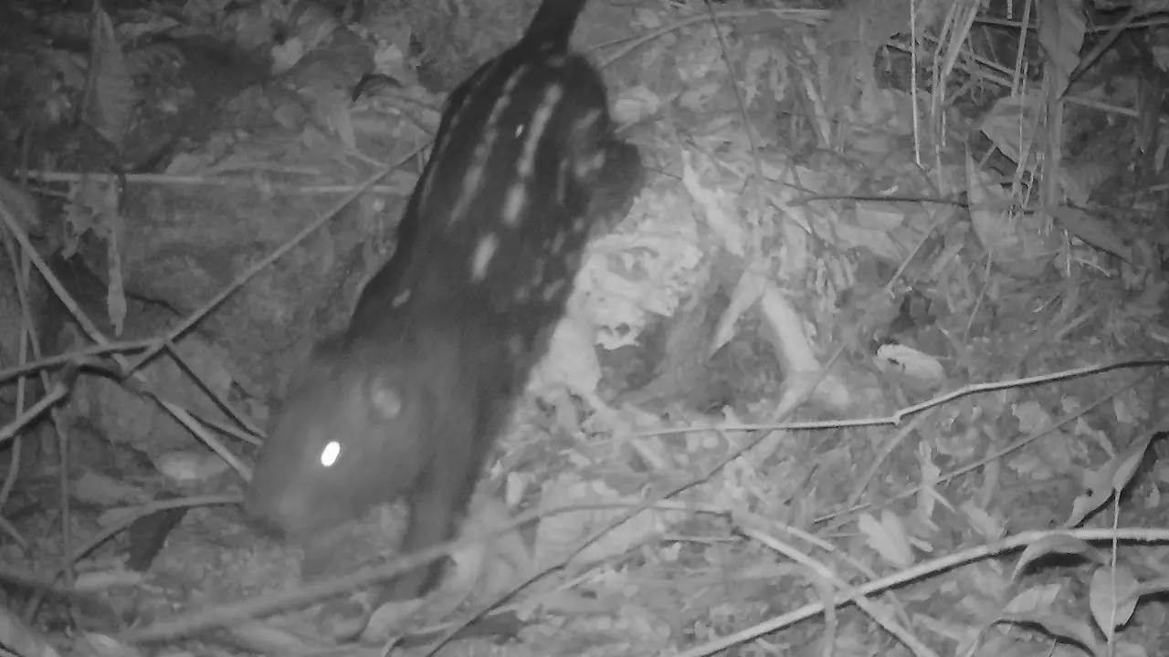 Picuro mama o machetero (foto: Sernanp). / Registran tres nuevas especies en Santuario Histórico de Machu Picchu