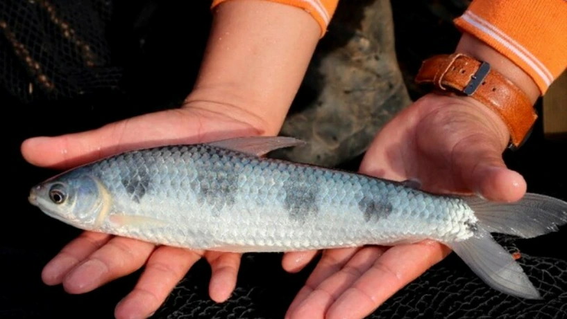 Desarrollan técnicas para optimizar cultivo sostenible de peces amazónicos