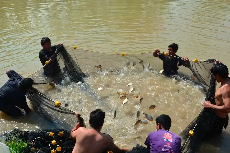 Acuicultura: Existen más de 13 mil productores en el país