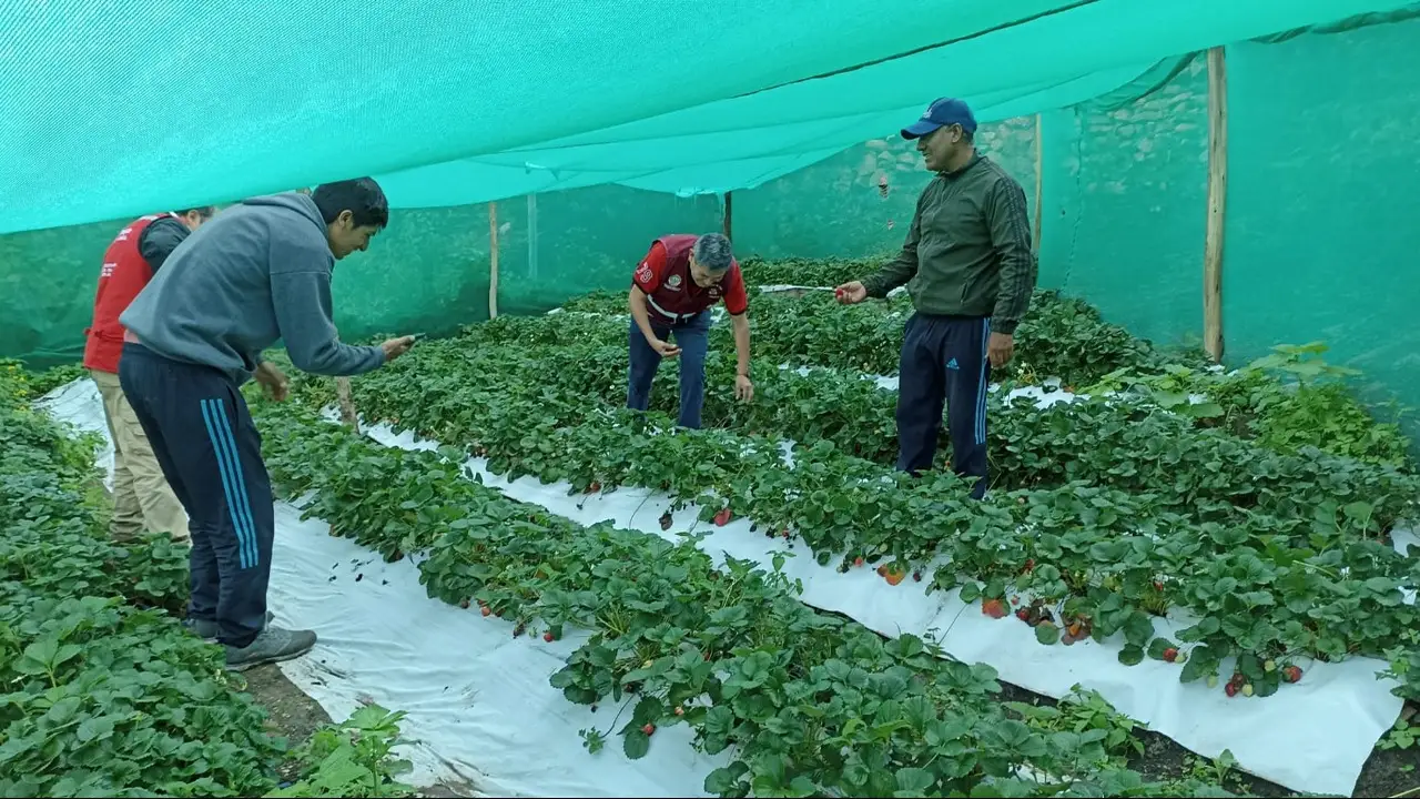 Apurímac: Familias rurales refuerzan capacidades