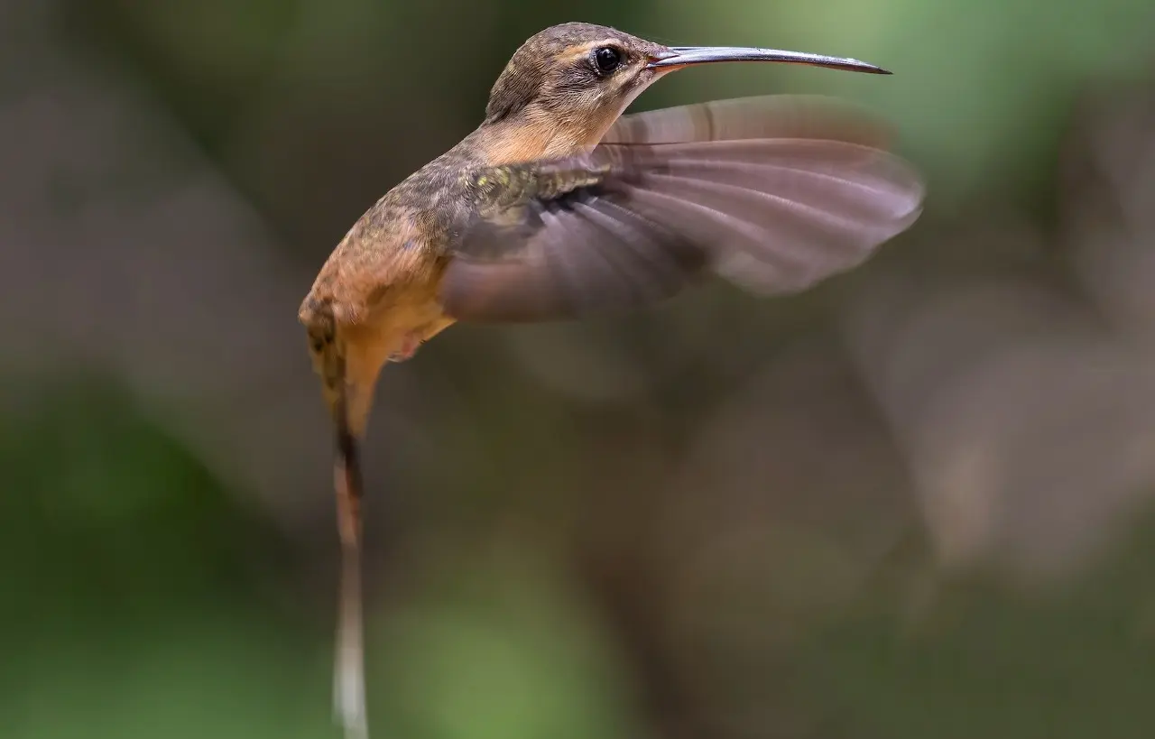 Colibrí "ermitaño de koepcke" (foto: eBird).