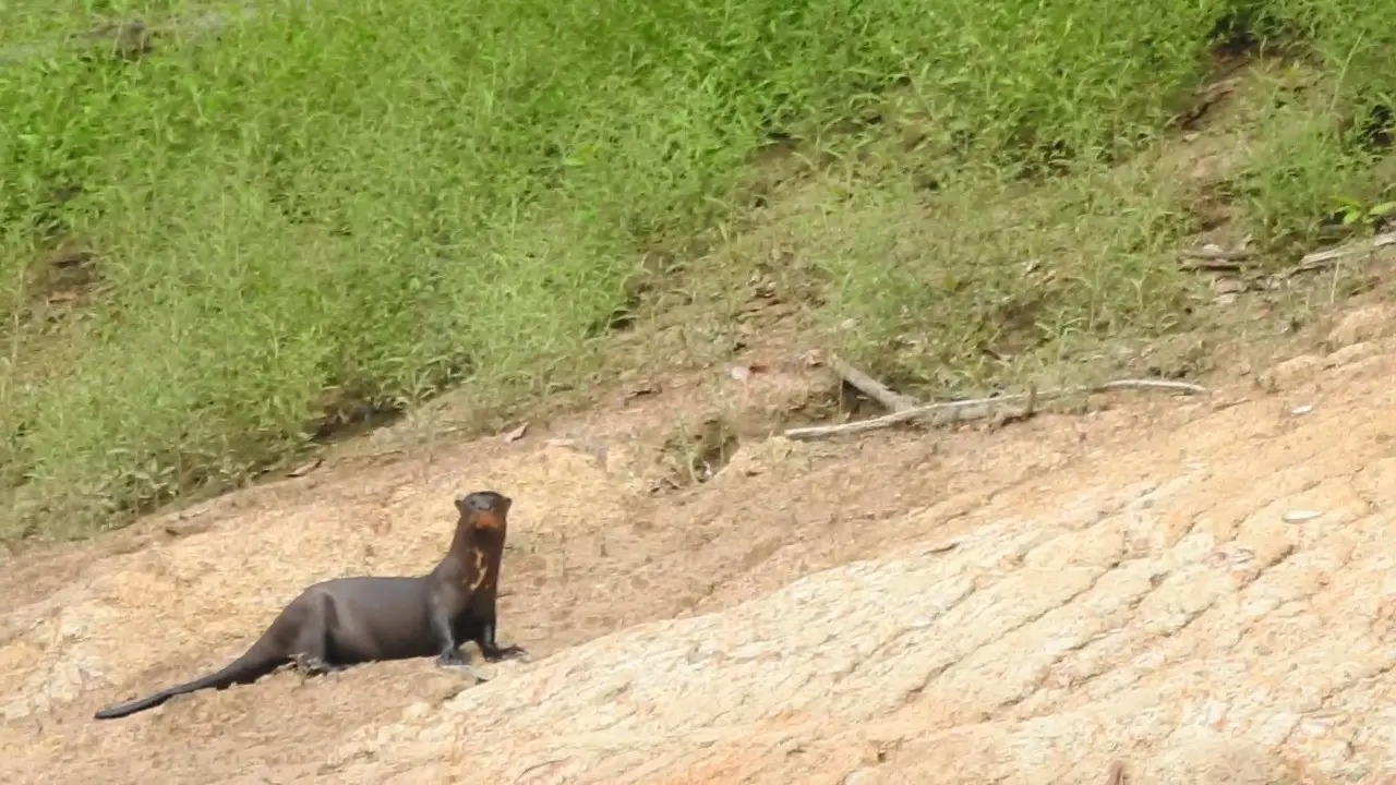 Lobo de río (foto: Sernanp).
