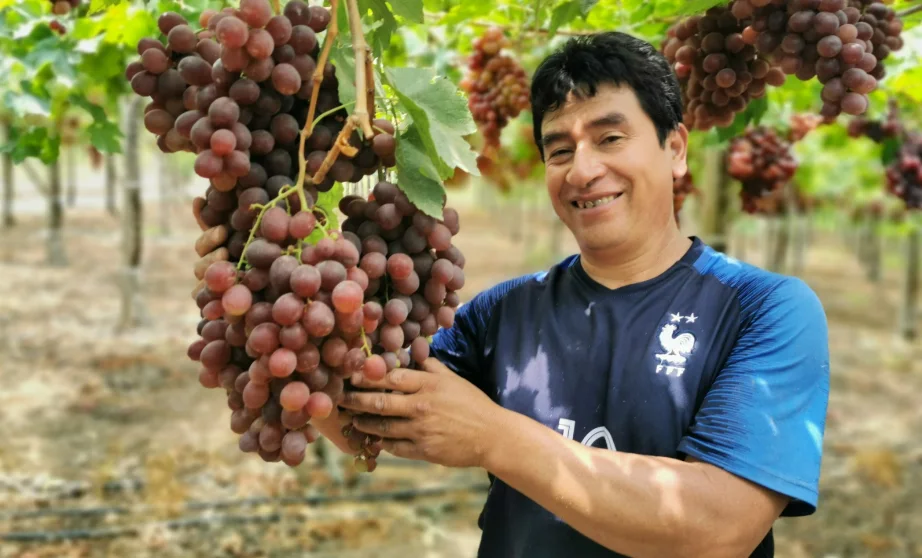 Impulsan ampliación del mercado mundial para productos agrícolas peruanos