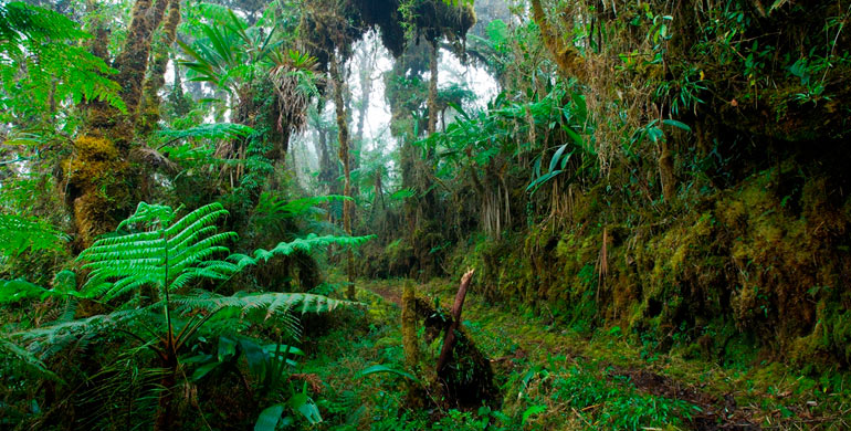 Descubren nueva orquídea en el Parque Nacional Yanachaga Chemillén