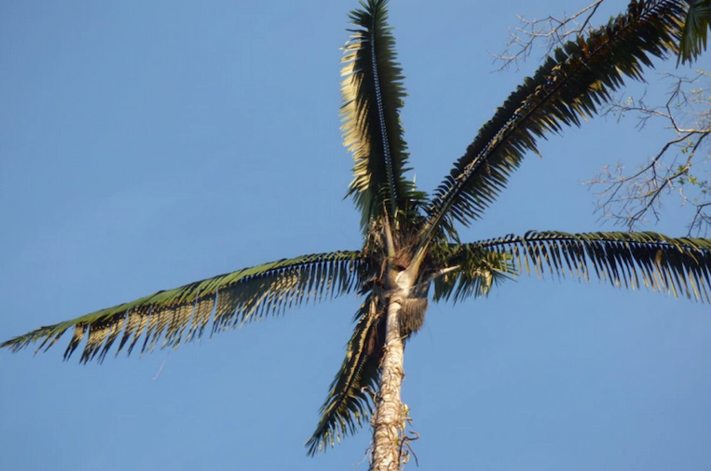 Cada palmera de ungurahui puede tener entre 8 y 10 hojas con las que se hacen techos, canastas y escobas. De los peciolos y tallos se hacen dardos, flechas y arcos. (Foto: Tesis de Rosa Camacho-UNMSM).