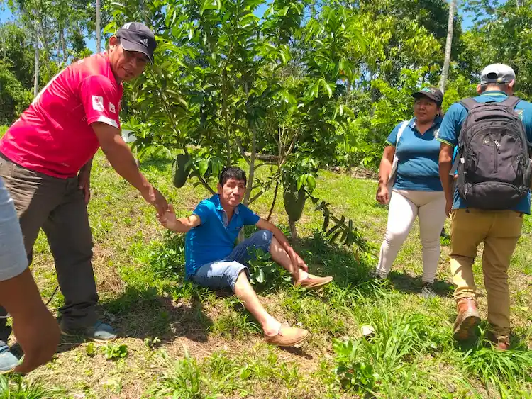 La intervención del municipio de Pangoa, se realizó a través de dos proyectos de palto y guanabana.