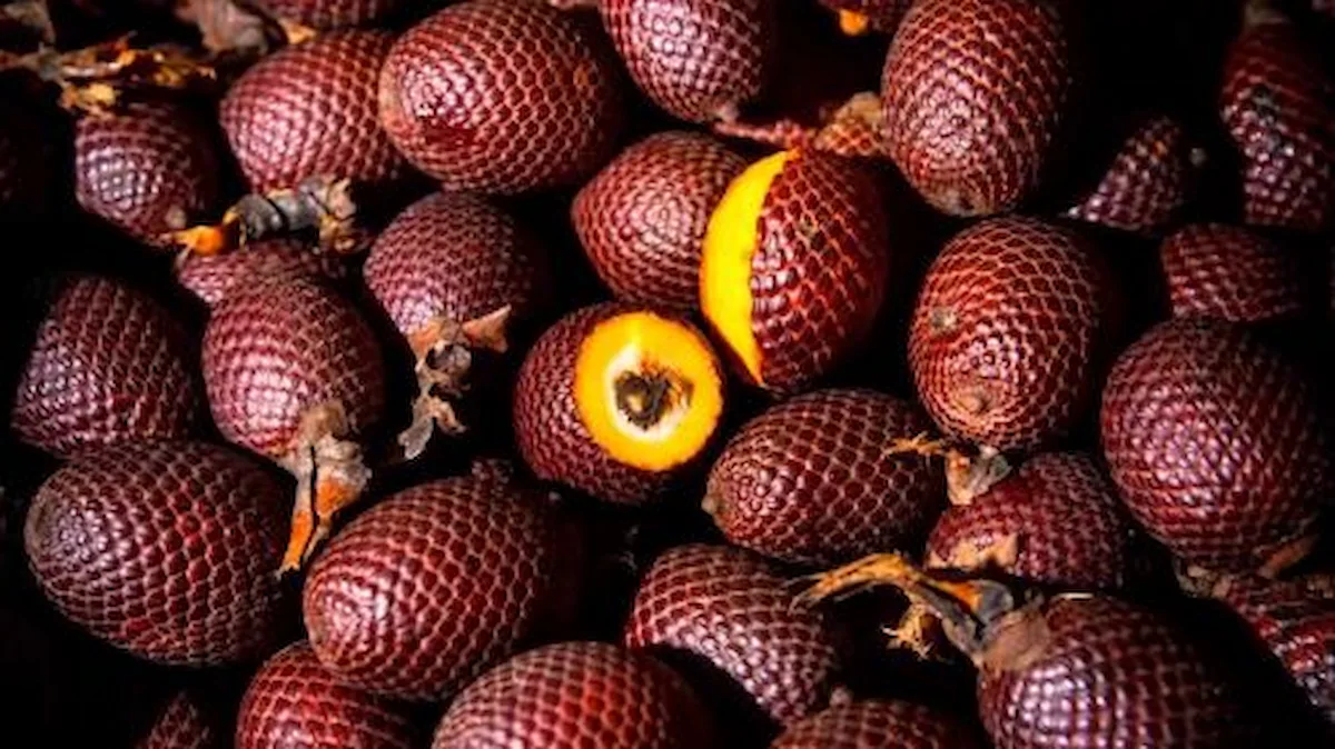 El aguaje, conocido en la selva como "el fruto del árbol de la vida". Es fruto de una palmera que crece en zonas inundables llamadas aguajales. Contiene una elevada concentración de vitamina C, la misma que ayuda en la absorción de hierro y calcio. (Foto: Andina).