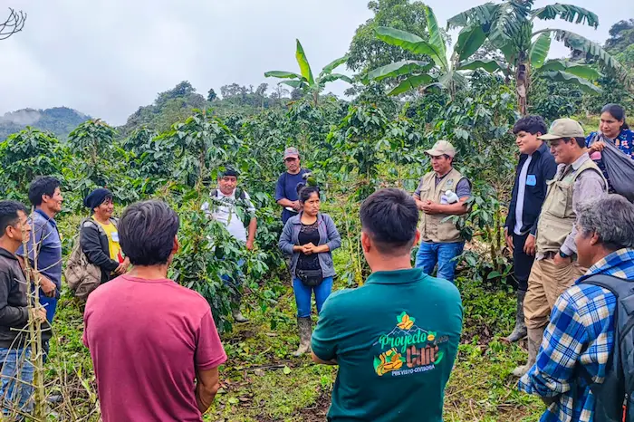 Beneficiados recibirían asistencia técnica para mejorar producción de café.