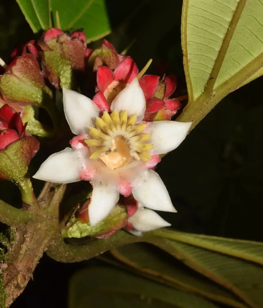 Blakea-leoniae-sernanp