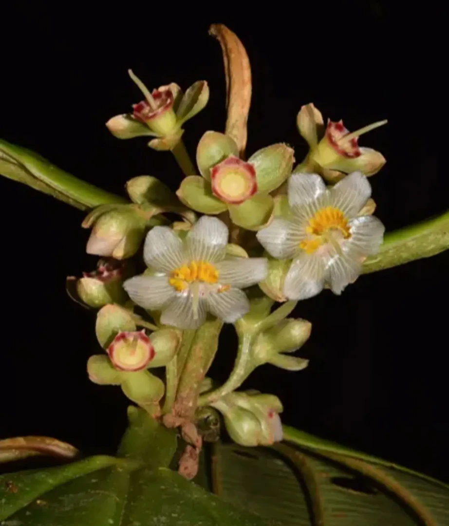 especies-Blakea-quinta-sernanp