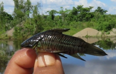 Madre de Dios: Bosques se convierten en humedales tras acción de minería ilegal