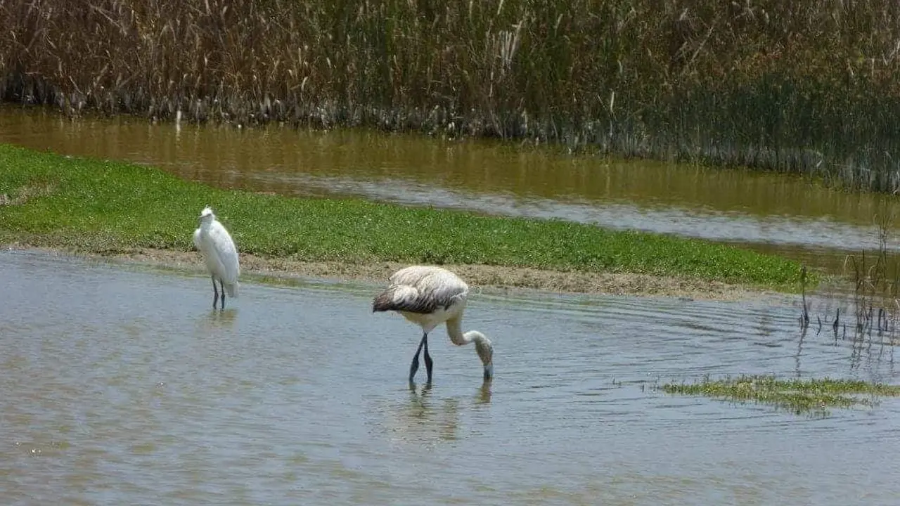 Humedales-de-Puerto-Viejo-Chilca-2
