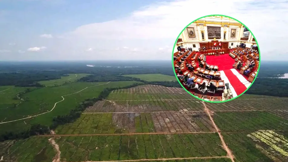 Análisis de las modificaciones en la Ley Forestal desde el derecho internacional