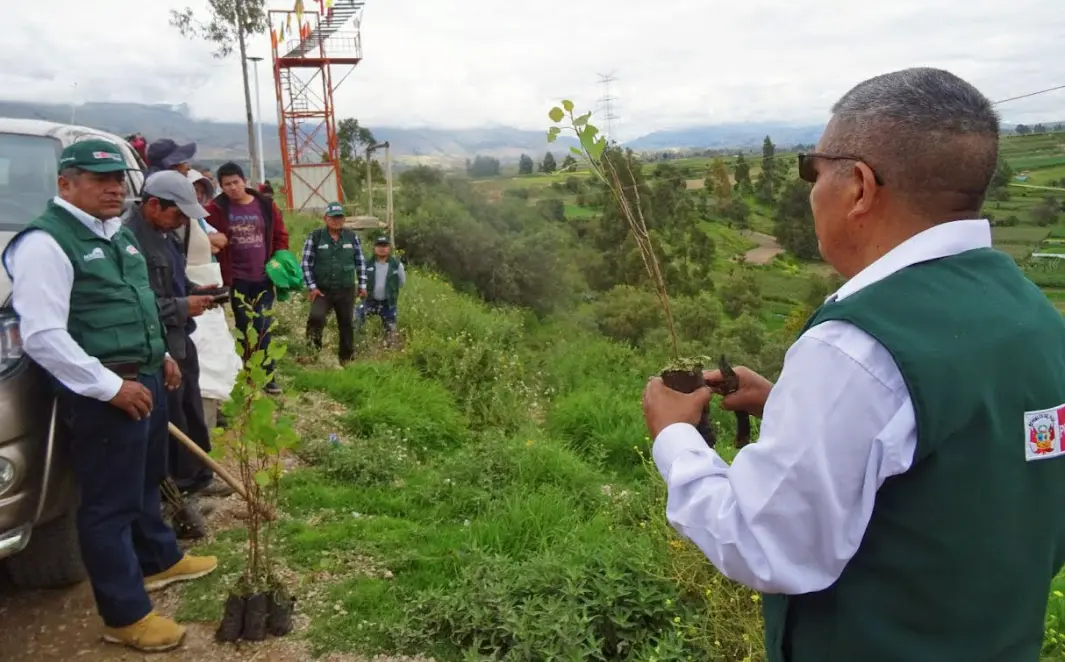 Junín: Siembran 500 árboles forestales en mirador de Huama Huata