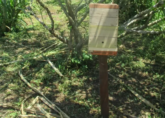 Oportunidad de bionegocio en Loreto con abejas sin aguijón