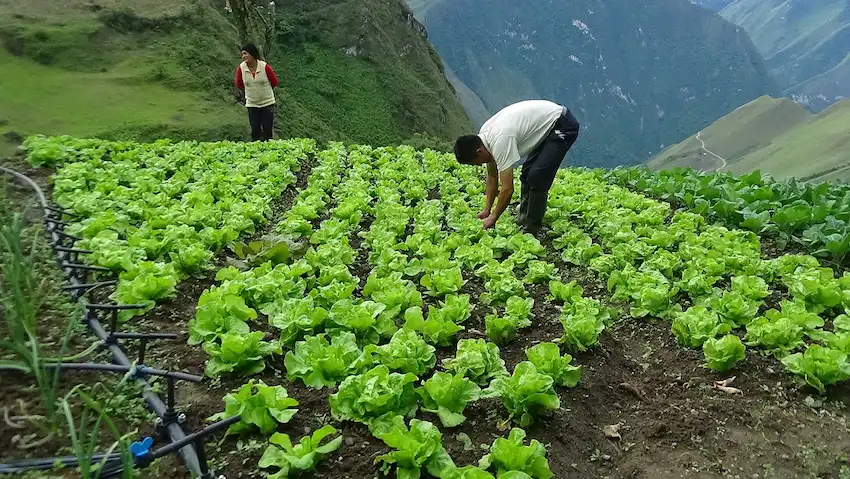 Iniciativa beneficiará a 392 familias de la región Huánuco. (Foto: Ojo Público).