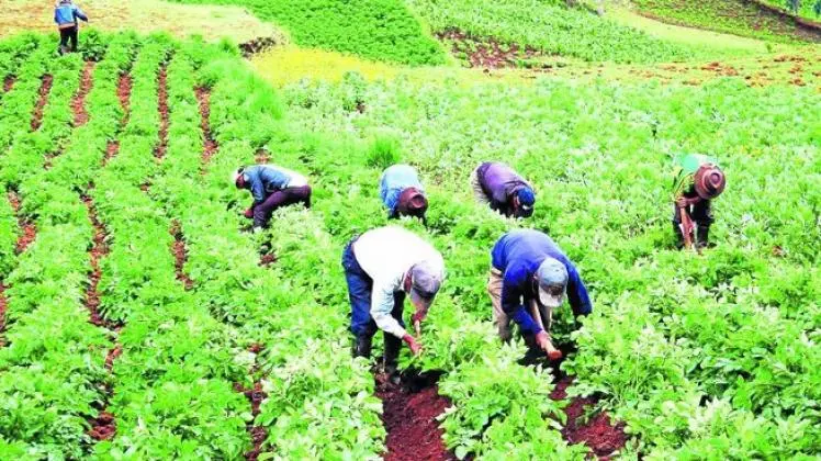 Los insumos entregados están valorizados en un total de S/197,856. (Foto: Diario Agrícola).