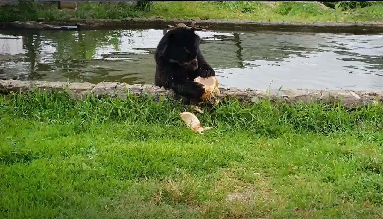 Piura: Centro de cría y científicos de EE.UU. impulsan conservación del oso de anteojos