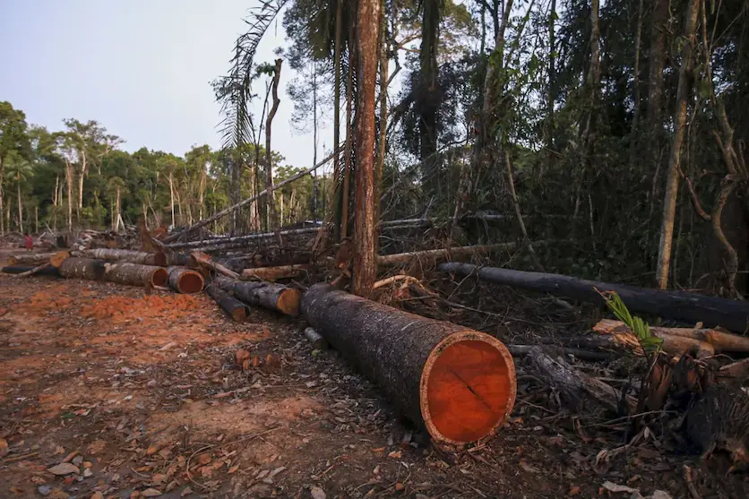 Gobierno Regional de Huánuco señaló que modificación podría generar que se incremente el tráfico de madera. 