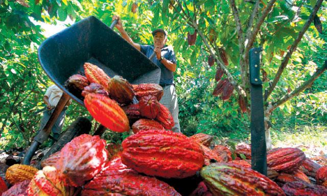 Perú es el primer productor mundial de cacao con doble certificación: Orgánica y Fairtrade. (Foto: Inforegión).