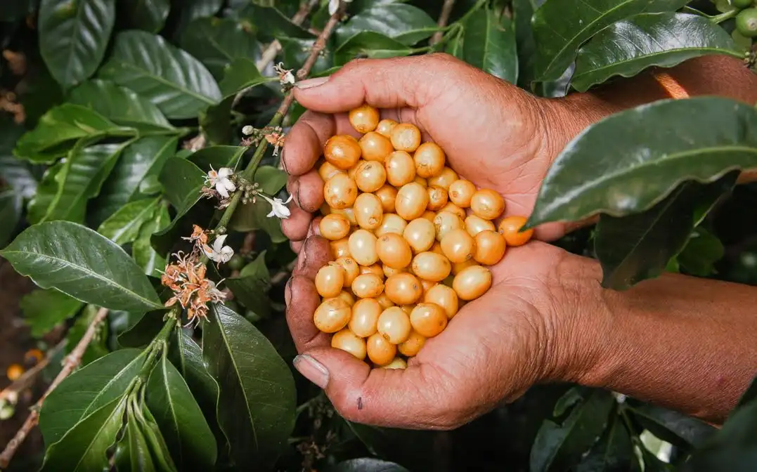Cajamarca lidera mercado del café sostenible y carbono neutro en el Perú
