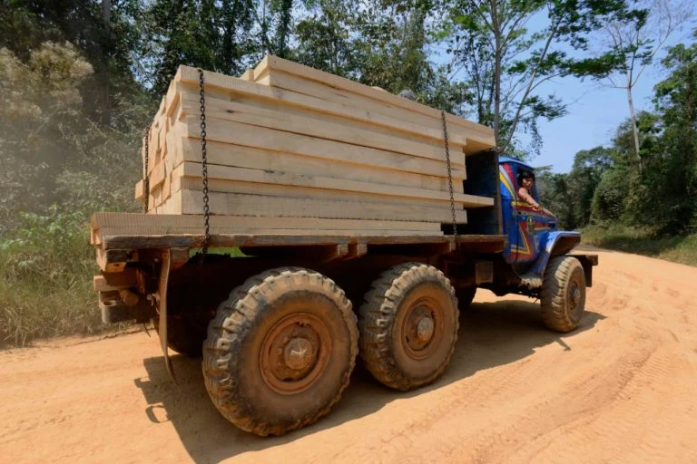 Tala ilegal de madera (Foto: Flor Ruíz)