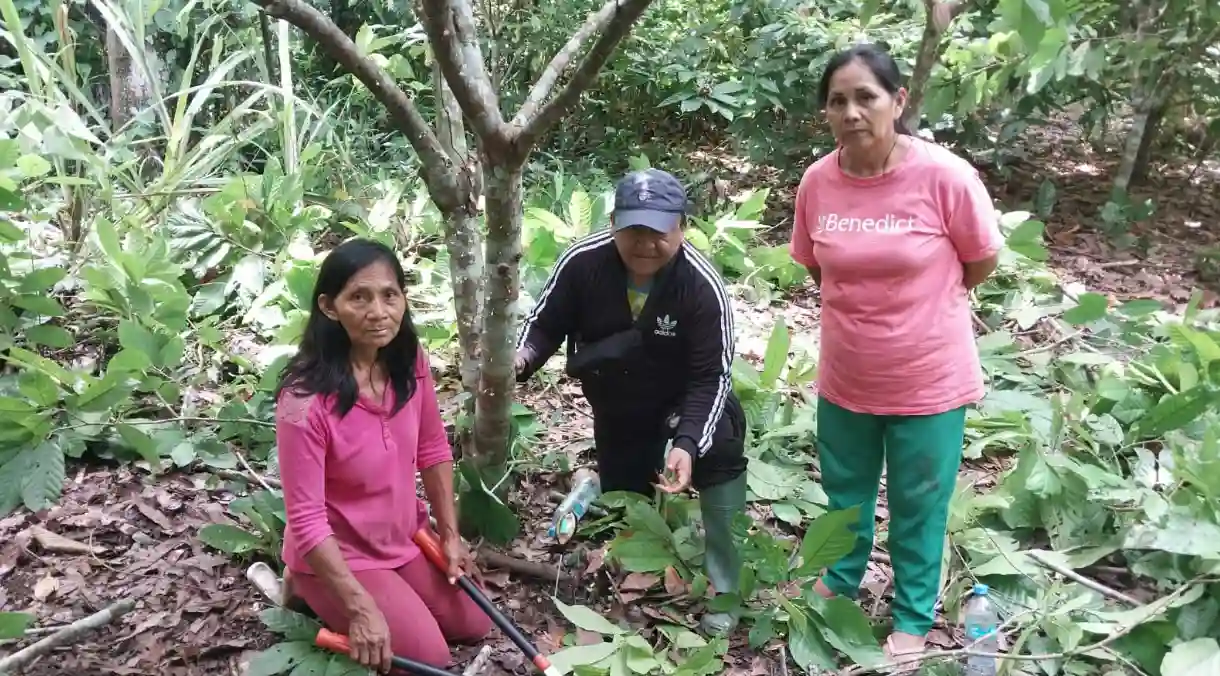 Destacan el notable valor del cacao nativo producido en las reservas comunales