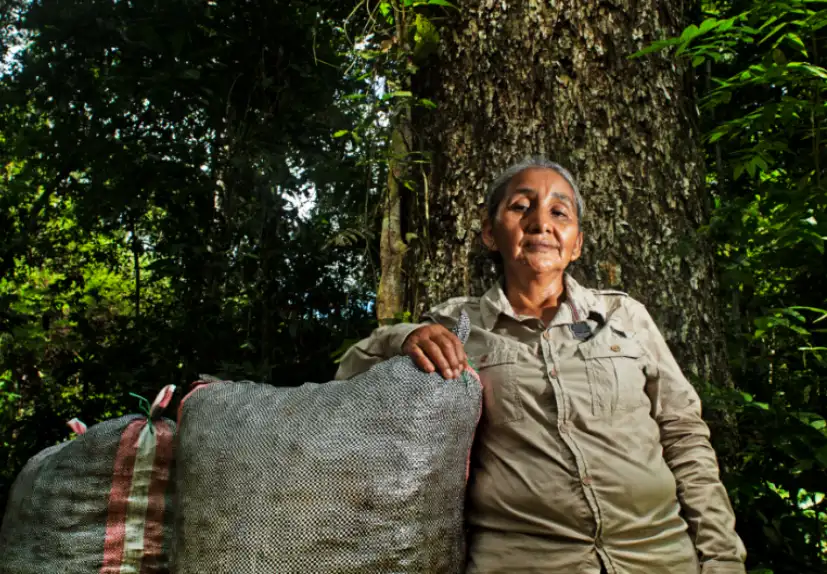 Madre de Dios: Castañeros rechazan propuesta que reduciría su rol en la conservación de bosques