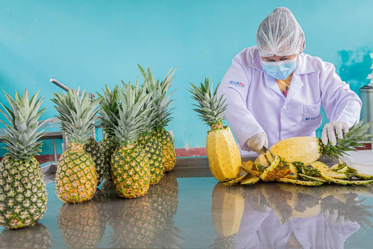 Ucayali: Asociación impulsa el crecimiento de la piña golden en la región