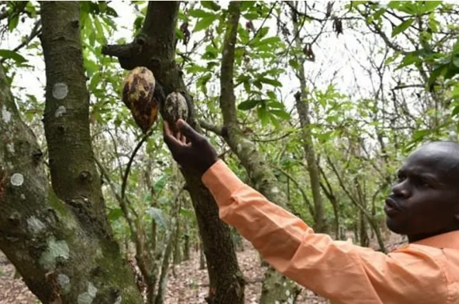 Alza del precio del cacao trae oportunidades al Perú