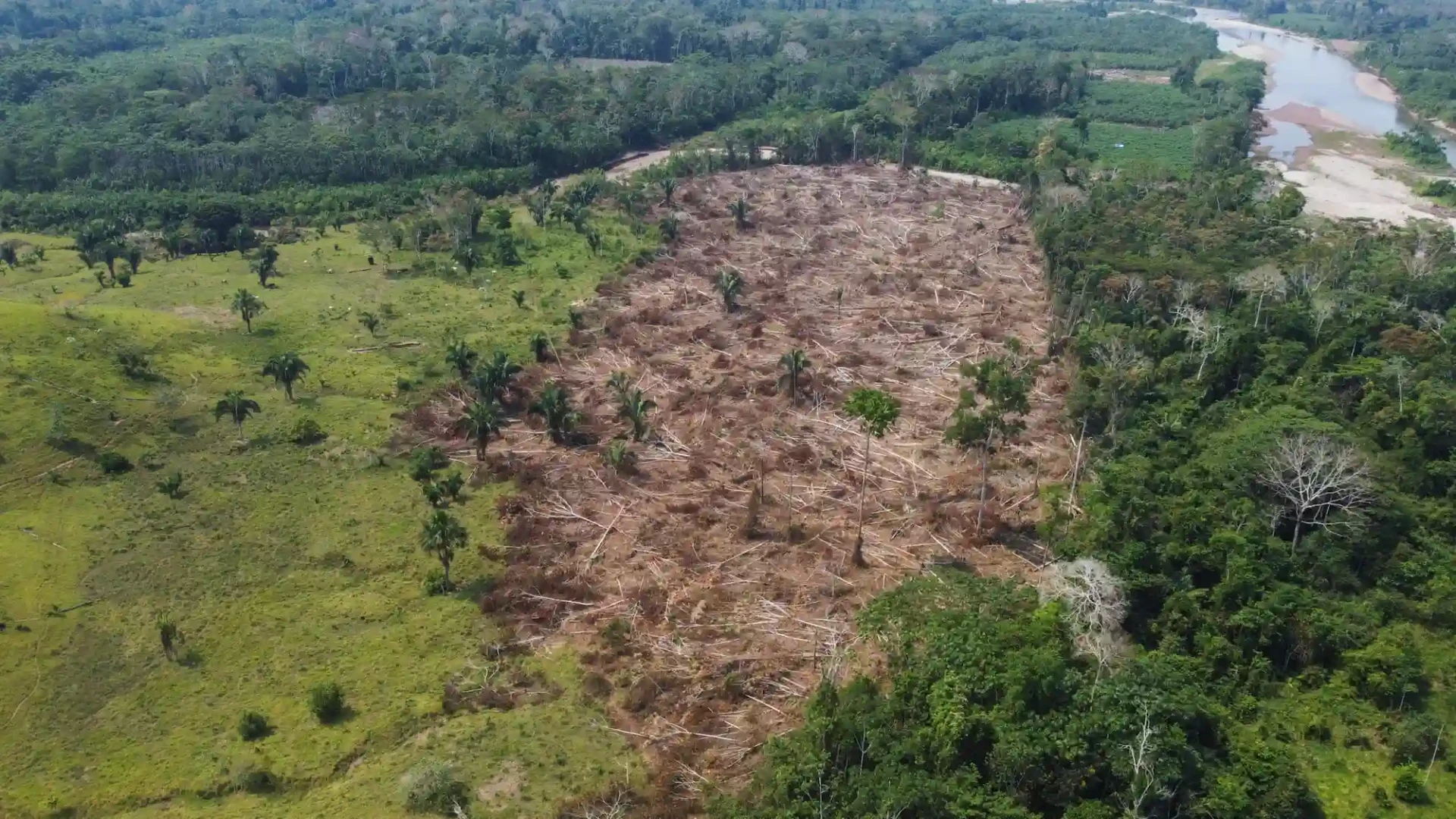 La deforestación en Perú aumentó un 6% el 2022, en lo que respecta a su año anterior. 