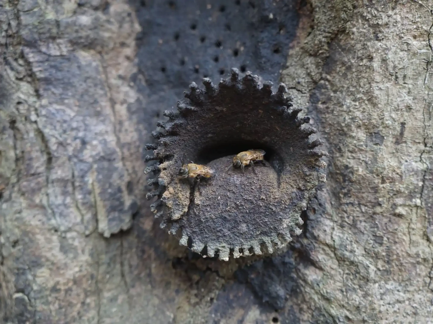 Abejas-nativas-en-la-amazonia