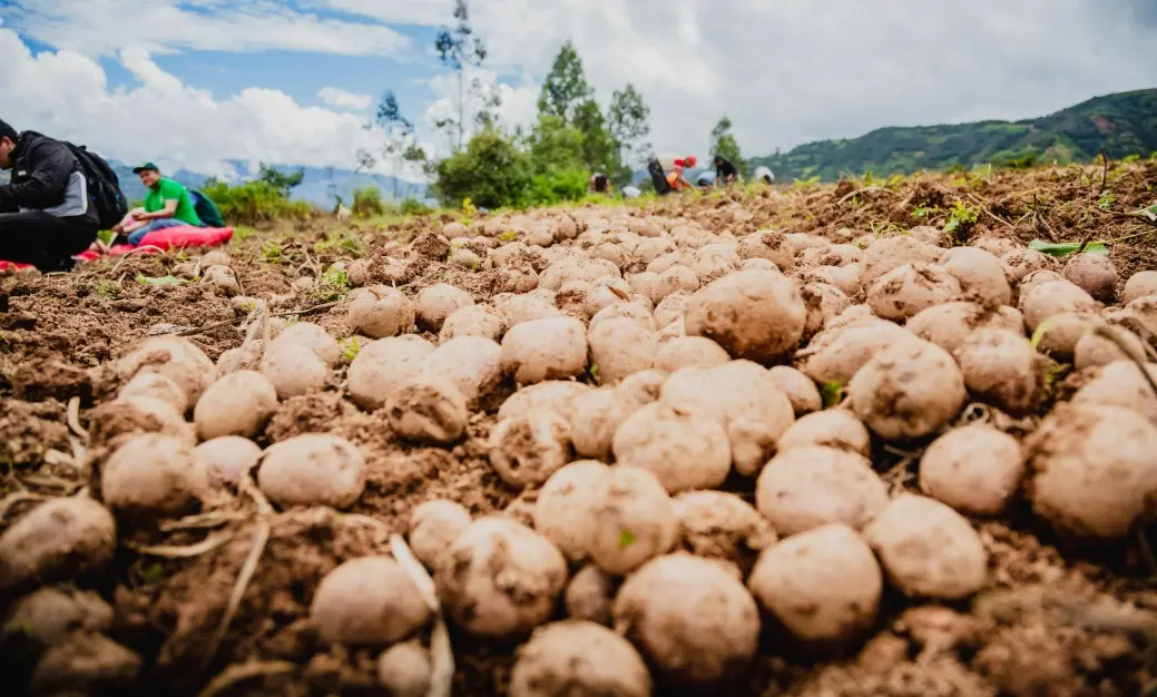 Huánuco: Presentarán una nueva variedad de papa producida en Pachitea